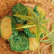 Печиво Кукі +CBD